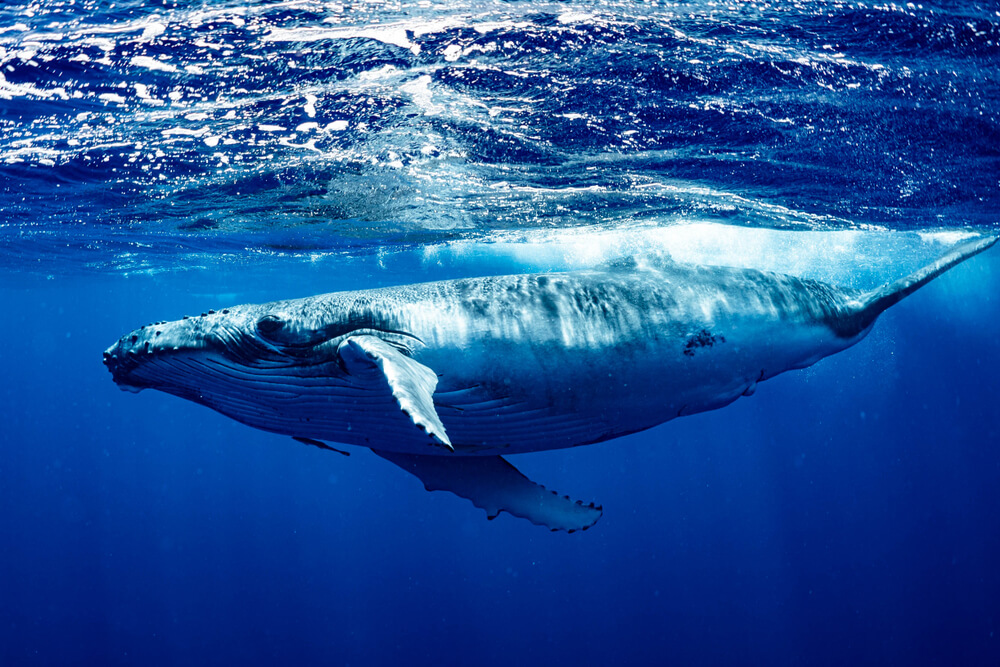 Blue whale pic
